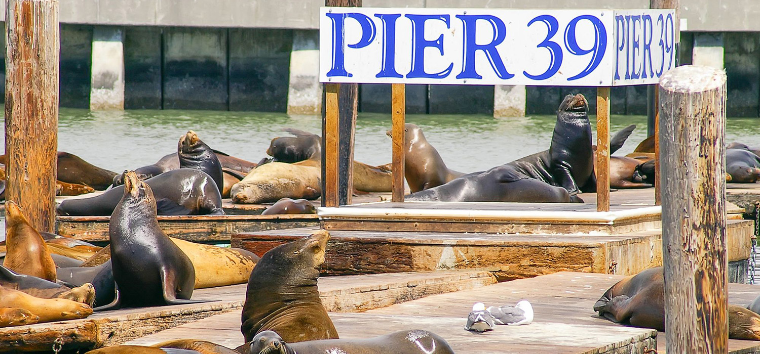 Kick Off Your Visit By Exploring The City’s Unique Sites Pier 39 Has Dozens Of Attractions And Restaurants To Explore Near Presidio Parkway Inn